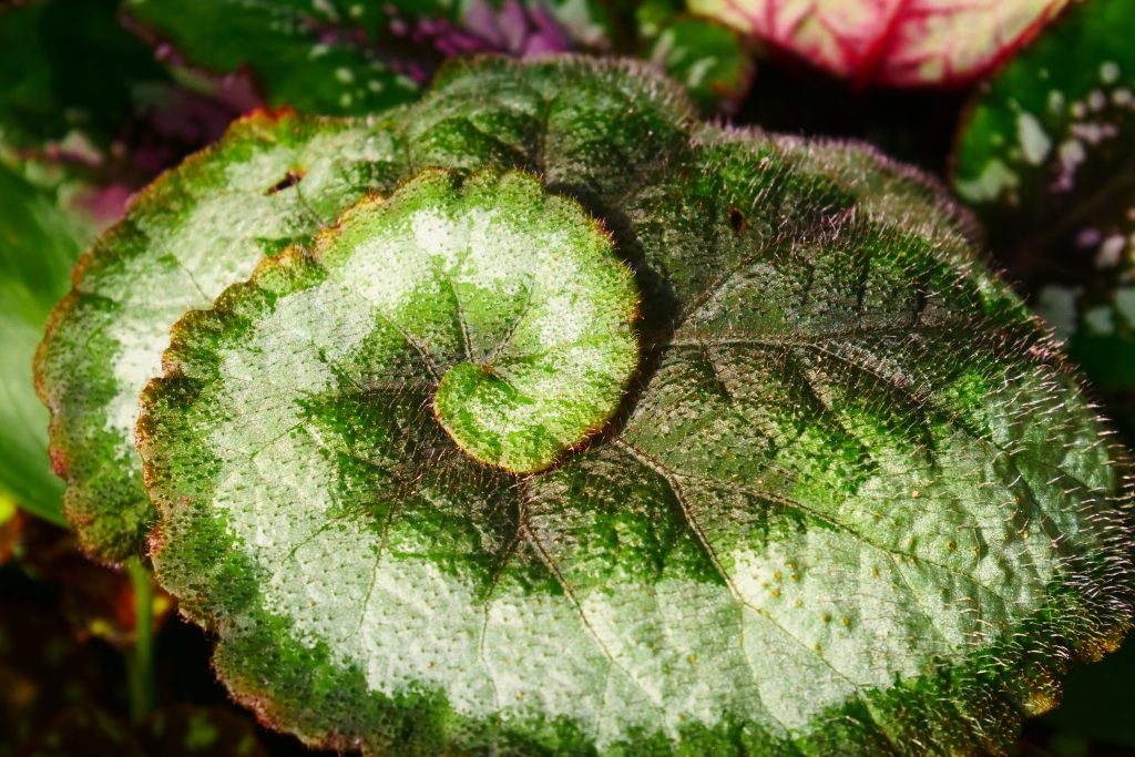 Blatt einer Begonie