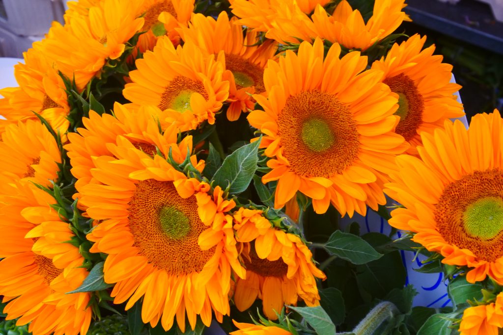 Sonnenblumen
